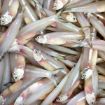 Picture of Anchovy/ Kozhuva (Ocean Bell) 908 gm
