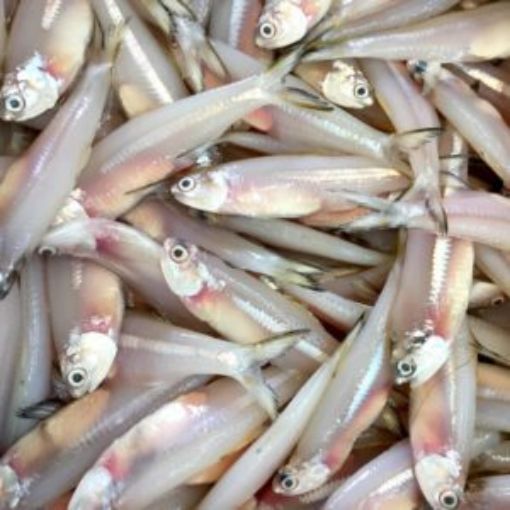 Picture of Anchovy/ Kozhuva (Ocean Bell) 908 gm