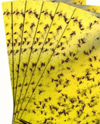 Picture of Sticky Strap Fly Trap