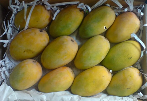 Picture of Kesar Mango (India) box 3.1 kg